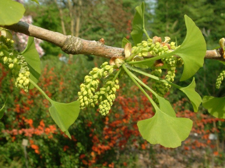 bạch quả là gì