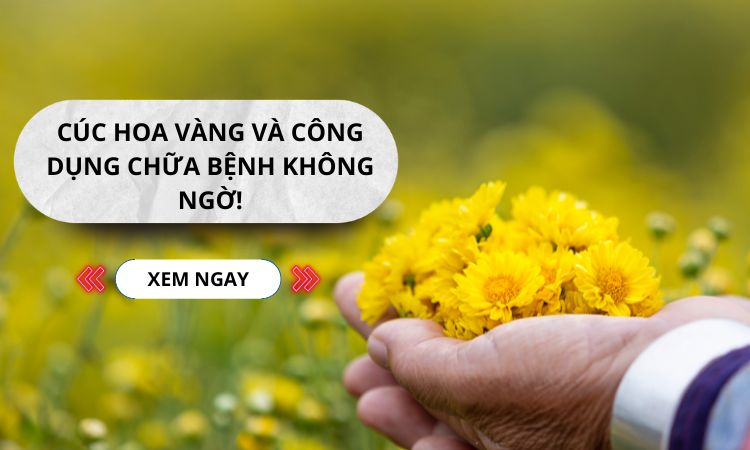 Cúc hoa vàng dược liệu với hàng loạt công dụng hữu ích 