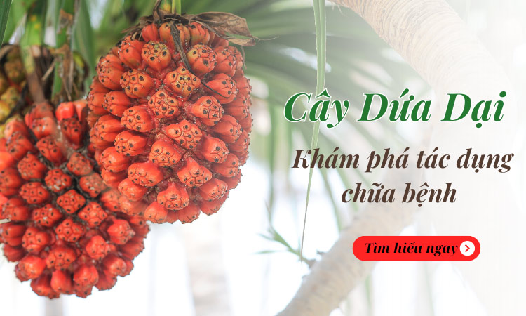 Khám phá tác dụng chữa bệnh đến từ Cây dứa dại