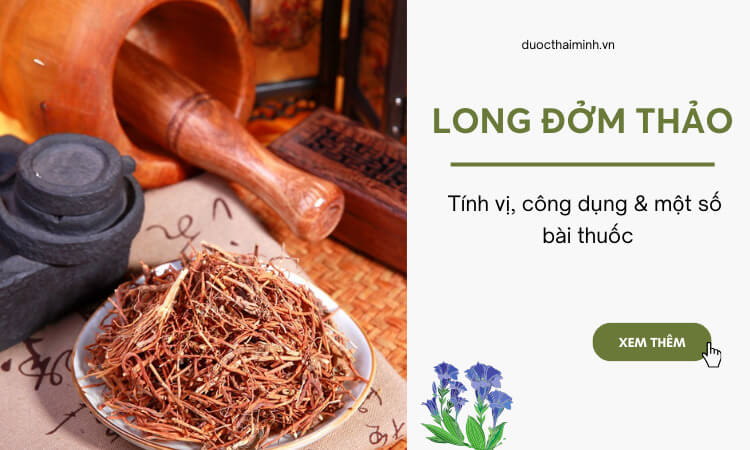 Long đởm thảo – Tính vị, công dụng và một số bài thuốc