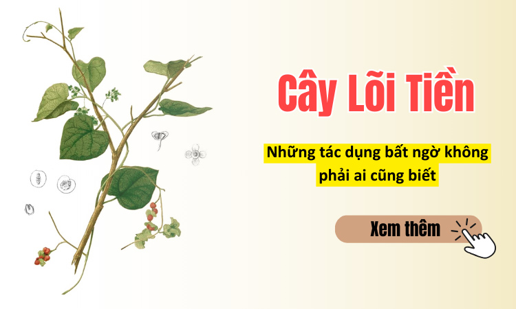 cây lõi tiền