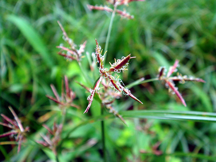 Hình ảnh cây hương phụ