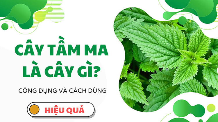 Cây tầm ma là cây gì?