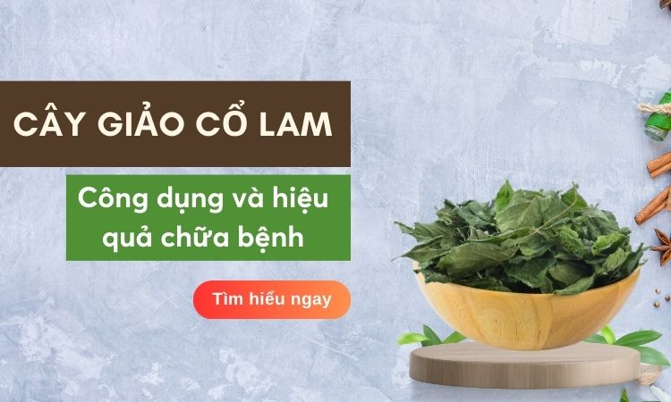 Giảo cổ lam dược liệu mang đến nhiều lợi ích cho sức khỏe 