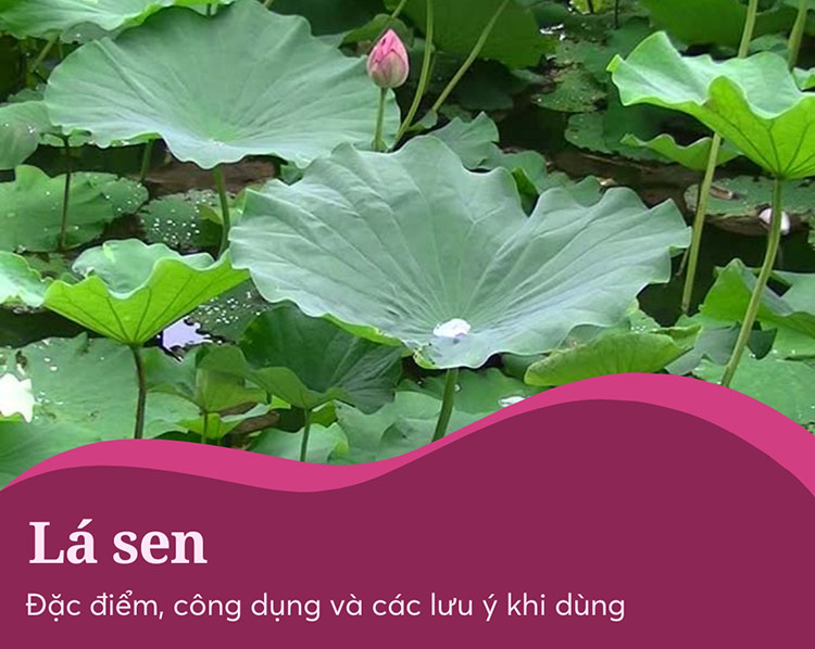 Lá sen - vị thuốc quý điều trị bệnh trong Y học cổ truyền