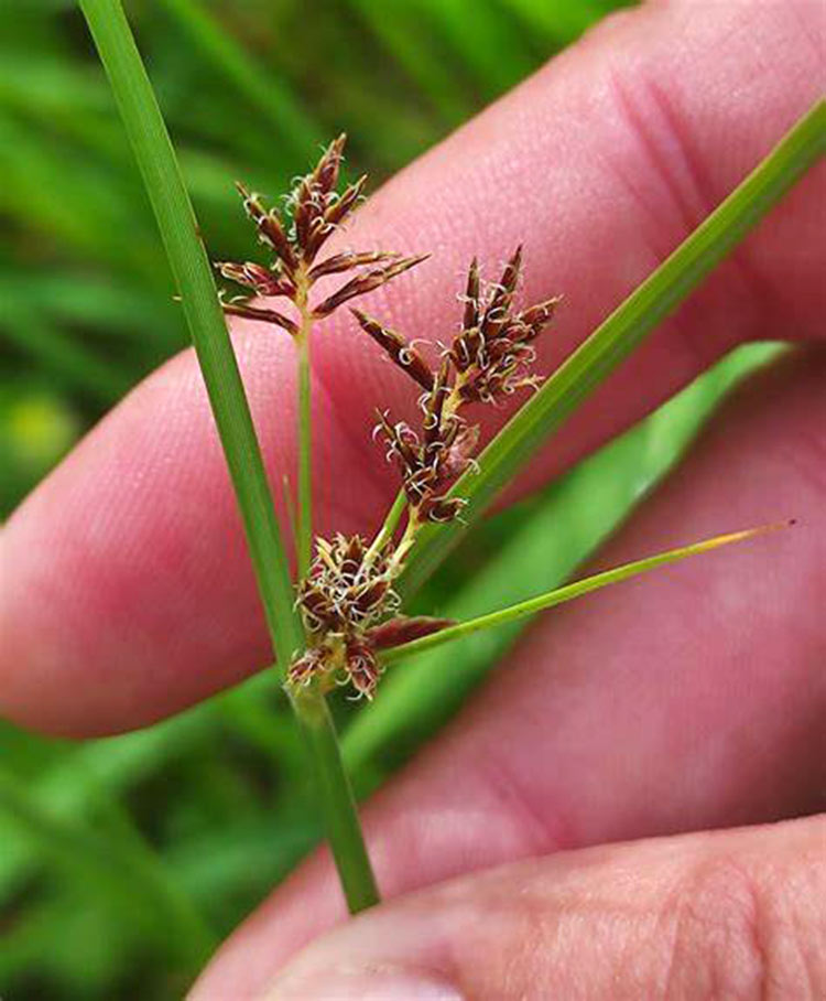 Hương phụ tên khoa học là Cyperus rotundus L