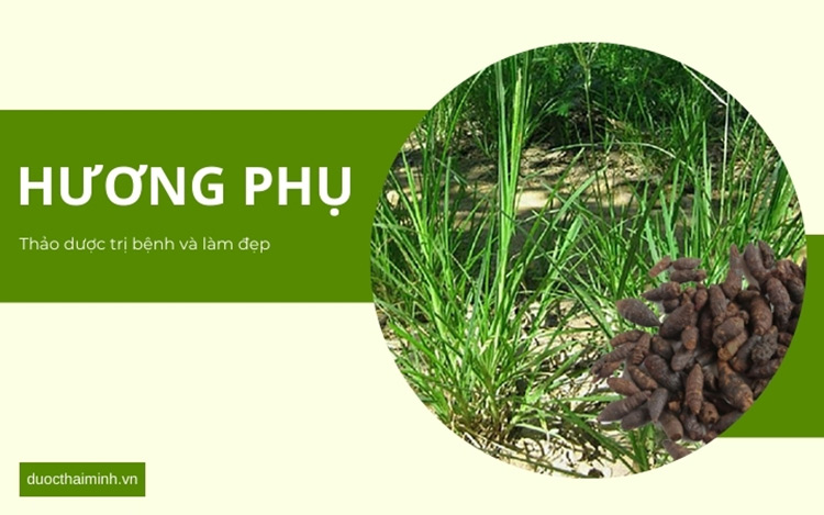 Hương phụ - Vị thuốc với nhiều lợi ích cho sức khỏe