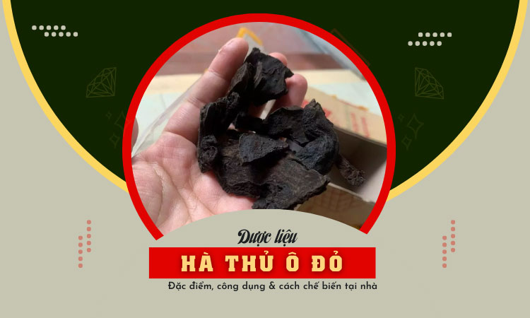 Khám phá tác dụng của hà thủ ô đỏ dược liệu