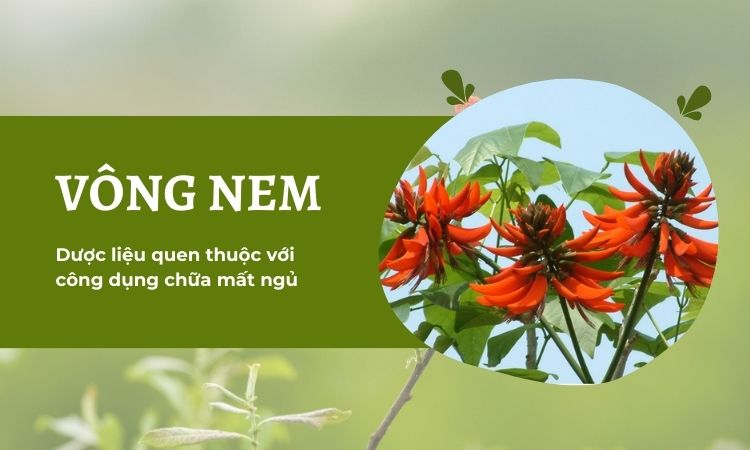 Cây lá vông mang đến nhiều công dụng chữa bệnh khác nhau 