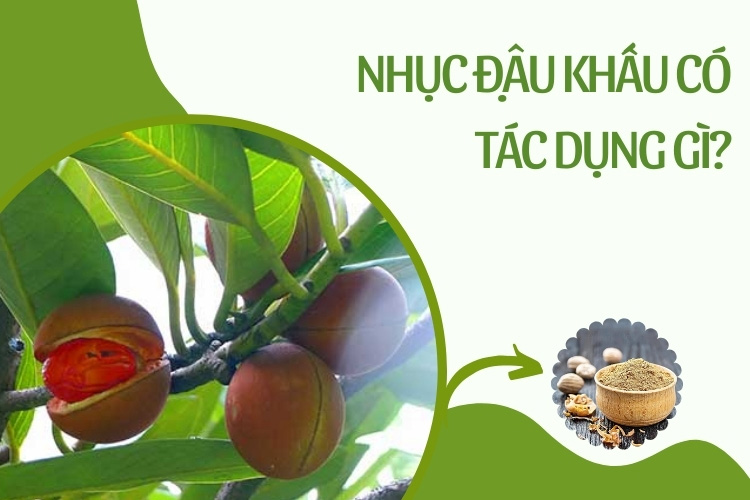 Nhục đậu khấu là gì?