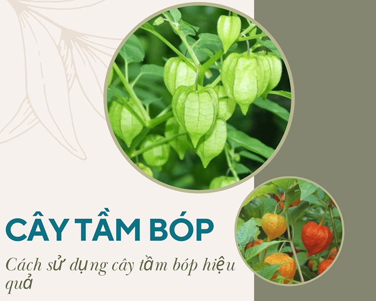 tác dụng của cây tầm bóp