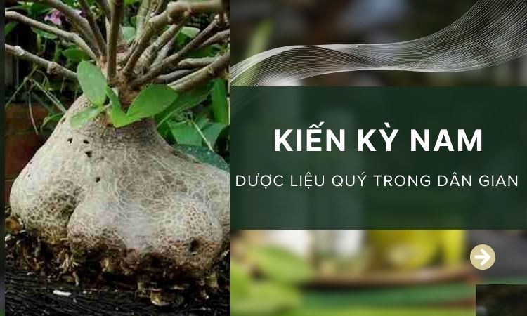 Kỳ kiến nam dược liệu quý bách bệnh trong dân gian 