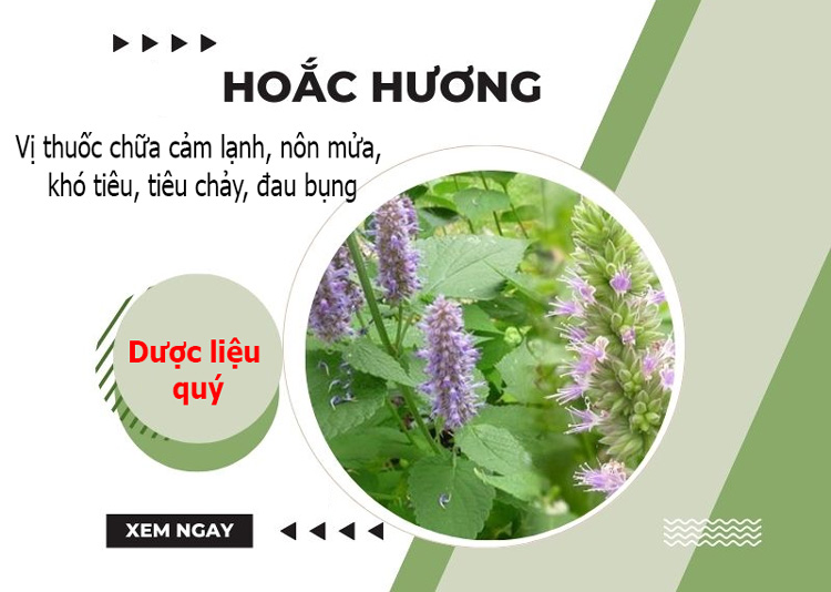 Hoắc hương – Vị thuốc chữa cảm lạnh, nôn mửa, khó tiêu, tiêu chảy, đau bụng