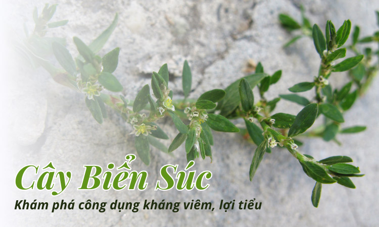 Khám phá công dụng từ cây biển súc