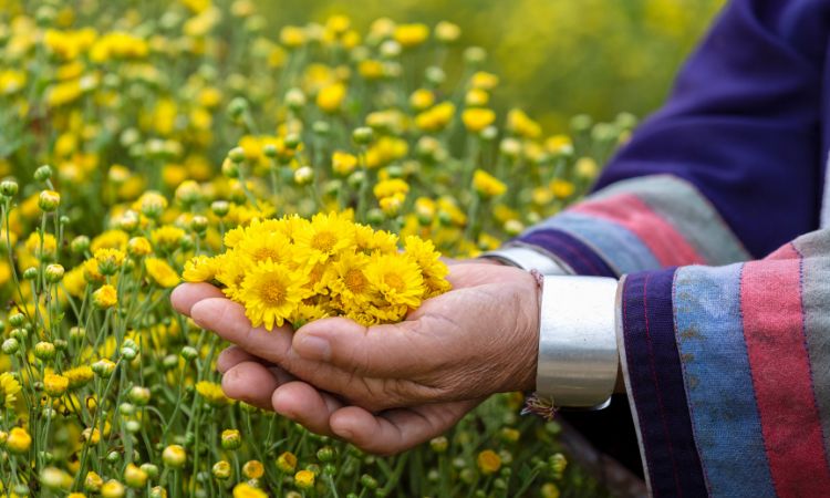 Là thảo dược có nhiều công dụng trong cả đông y lẫn y học hiện đại 