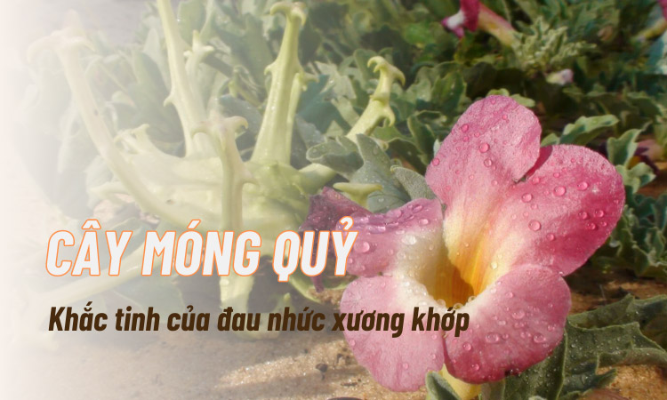 Tìm hiểu công dụng từ cây móng quỷ