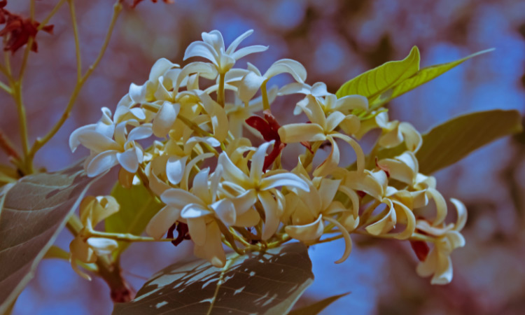 Cây mộc hoa trắng có tác dụng gì