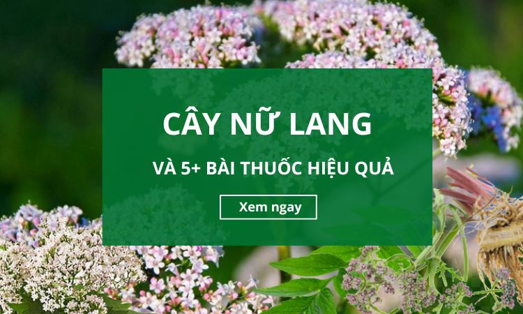 Nữ lang cây thuốc quen thuộc trong dân gian