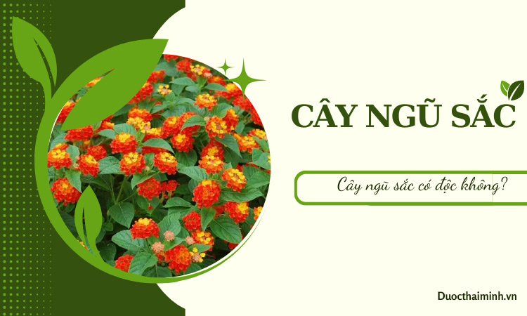 Tìm hiểu về cây ngũ sắc