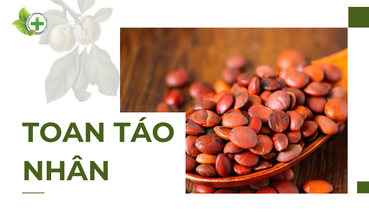 Tác dụng trị mất ngủ từ toan táo nhân